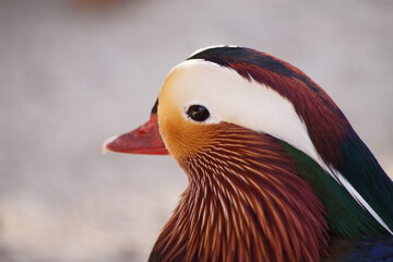 Mandarinente Portrait