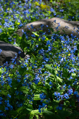 field of blue flowers with rocks in the background 