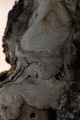 Close-up of a bark of a bonsai tree bark 