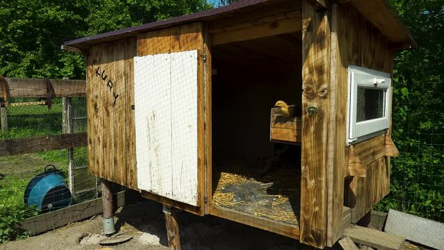 Little chicken in coop