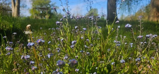 Im Frühling blühende Wiese - blühendes Feld