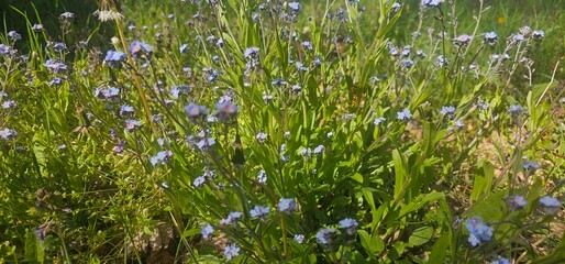 Im Frühling blühende Wiese - blühendes Feld