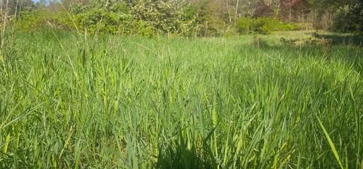 Wildwiese in Brandenburg - Hoher Fläming bei Wiesenburg