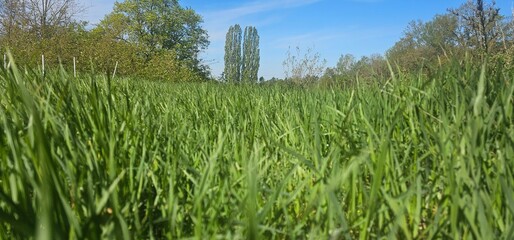 Wildwiese in Brandenburg - Hoher Fläming bei Wiesenburg