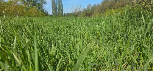 Wildwiese in Brandenburg - Hoher Fläming bei Wiesenburg