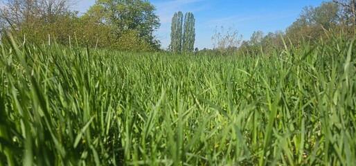 Wildwiese in Brandenburg - Hoher Fläming bei Wiesenburg