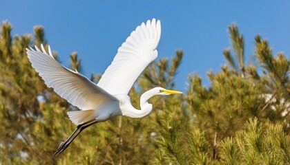 the great egret ardea alba in flight this bird also known as the common egret large egret or great white egret or great white heron - Powered by Adobe