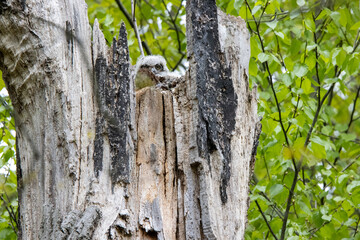 Baby owl hiding in a tree