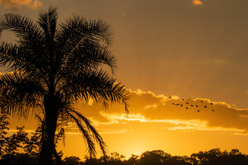 Brazilian Sunrise
Very beautiful, the sunrise in brazilian savannah has many colors.