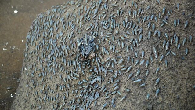 A swarm of Ligia oceanica or sea roach in Jeju Island, South Korea. Sea bugs leaving on the beach near Seongsan Ilchulbong. High quality 4k footage.