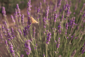 Fototapeta premium lavender field in region beatiful garden in Baku