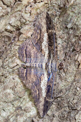 Brazilian Insect
This insects is very rare in brazilian savannah.