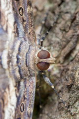Brazilian Insect
This insects is very rare in brazilian savannah.