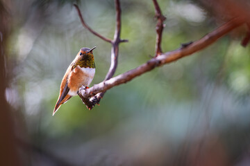 A hummingbird is perched on a branch. The bird is orange and white. The image has a peaceful and serene mood