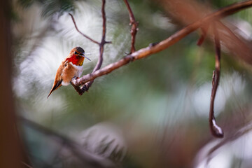 A hummingbird is perched on a branch. The bird is orange and white. The image has a peaceful and serene mood