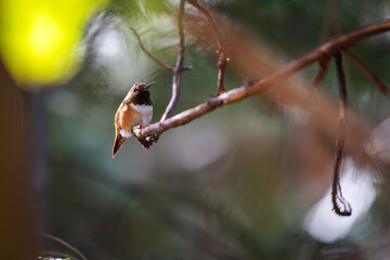 A hummingbird is perched on a branch. The bird is orange and white. The image has a peaceful and serene mood