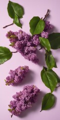 Lilac blossom purple flowers with green leaves on violet background.
