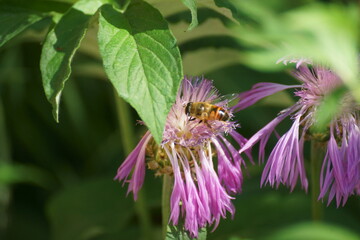 bee on flower