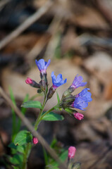 Lungwort