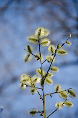 Willow