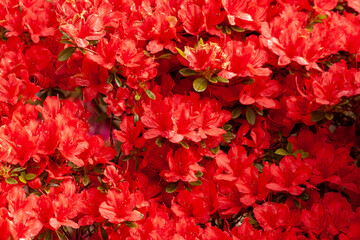 Bright and beautiful red rhododendron flowers blooms in the spring time near Bodensee