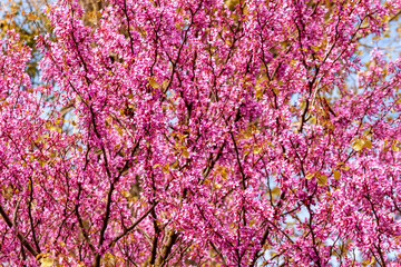 Cercis siliquastrum branches with pink flowers in spring