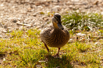 Female duck walks on the grass. Wild birds in nature