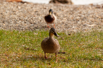 Female duck walks on the grass. Wild birds in nature