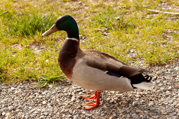 A drake stands on a rocky shore. Wild birds in nature
