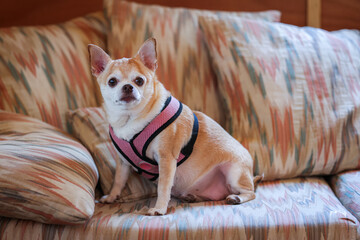 A small dog wearing a pink harness sits on a couch. The couch is covered in a colorful pattern