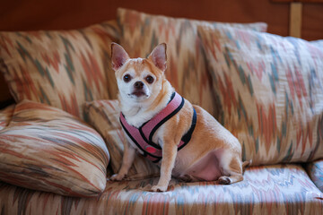 A small dog wearing a pink harness sits on a couch. The couch is covered in a colorful pattern
