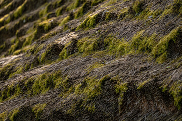 moss on the thatched roof