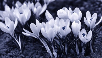 group of crocuses in trendy tone of very peri 17 3938 color of the year 2022 close up view