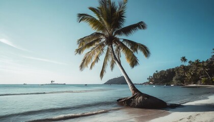 coconut tree on a tropical island with beautiful beach