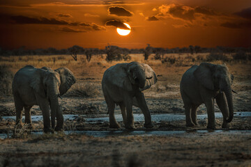 herd of african elephants drinking water at the waterhole at night moon in the background