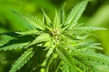 Cannabis Sativa Indica Marijuana Plant