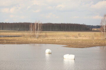 Packed hay rolls in white plastic on a flooded field