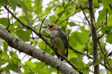 サクラの木にとまるコムクドリ