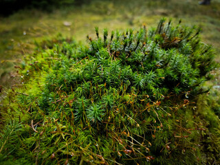 Close-up macro of wet moss patch