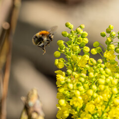 bee on yellow flower