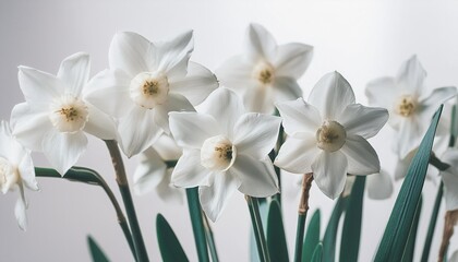 spring narcissus daffodil flowers on white background