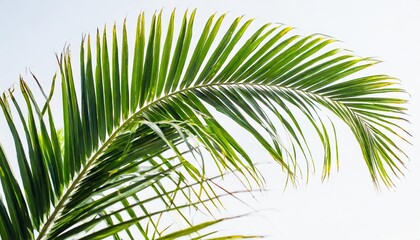 tropical green palm leaf cut out