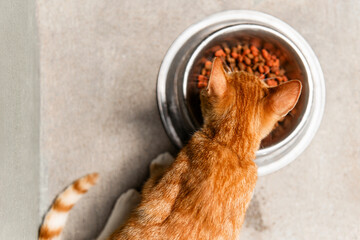 Closeup Of Little Cat Eating in A Bowl Pet Food
