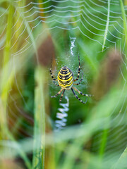 spider on the web