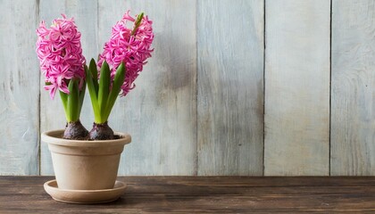 pink flowering hyacinthus in a flowerpot
