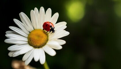 red ladybug on white daisy flower against blurred green natural background long banner