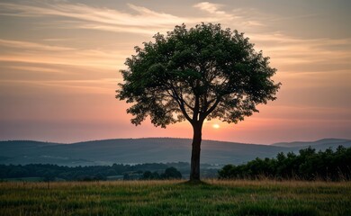 Fototapeta premium professional photograph of single tree in sunset