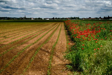 Newly born corn field and wheat field with poppies, Castelceriolo, Alessandria, Piedmont, Italy