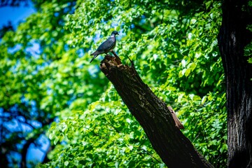 bird in the tree