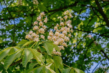 zakwitnięty kasztan